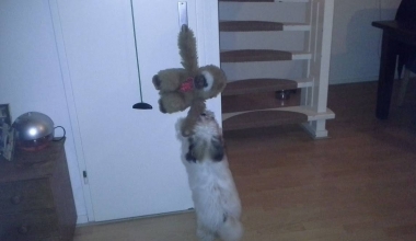 Suzy wil een knuffel aap