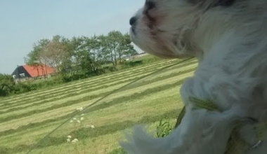 Suzy in de auto chillen in de wind