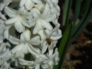 Keukenhof 2017 Bijtje Macro