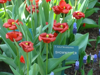 Keukenhof 2017 Bloem Macro 3