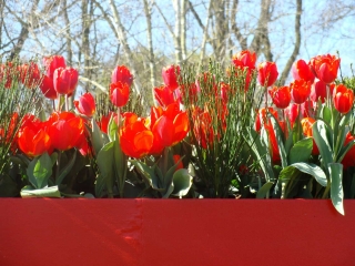 Keukenhof 2017 Bloem bak macro