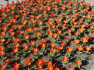 Keukenhof 2017 Bloem bed 14