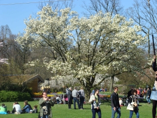 Keukenhof 2017 Boom 1