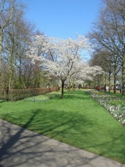 Keukenhof 2017 Boom 2