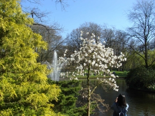 Keukenhof 2017 Boom 3