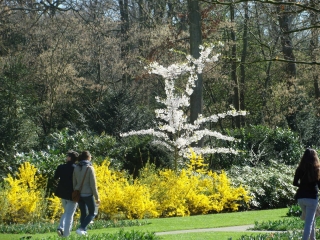 Keukenhof 2017 Boom 5