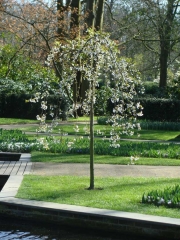 Keukenhof 2017 Boom 6