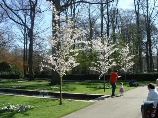 Keukenhof 2017 Boom 7