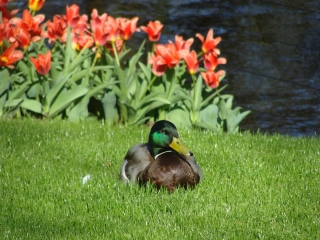 Keukenhof 2017 Eend