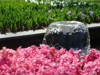 Keukenhof 2017 Fontein macro