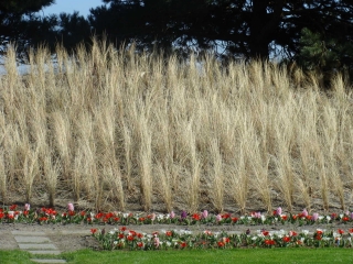 Keukenhof 2017 Riet veld