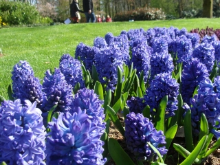 Keukenhof 2017 bloem Macro 1