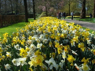 Keukenhof 2017 bloem bed 1