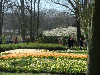 Keukenhof 2017 bloem bed 10