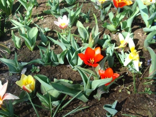 Keukenhof 2017 bloem bed 2