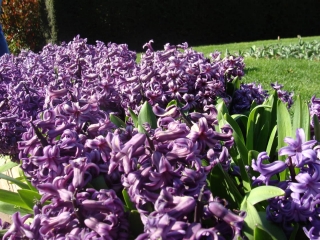 Keukenhof 2017 bloem bed 3