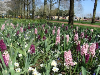 Keukenhof 2017 bloem bed 4