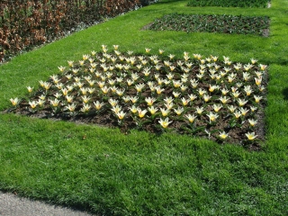 Keukenhof 2017 bloem bed 5