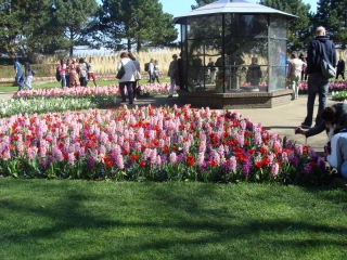 Keukenhof 2017 bloem bed 6