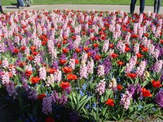 Keukenhof 2017 bloem bed 7