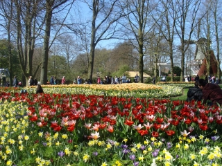 Keukenhof 2017 bloem bed 9